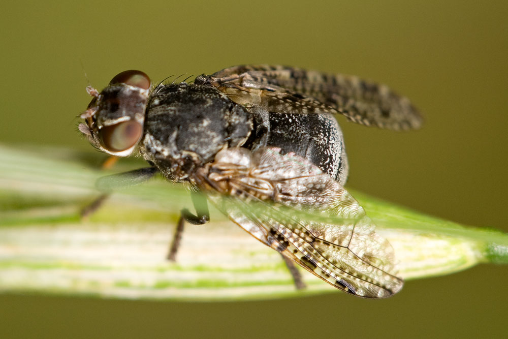 Platystoma (credo)  sp. ????